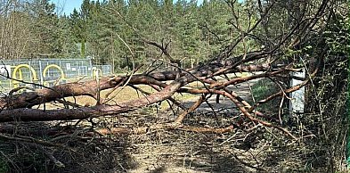 Legionowski: Strażacy mieli pracowitą niedzielę. Powodem silny wiatr