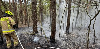 Legionowo: Ktoś podpalił las przy IMGW? Sprawą zajmie się policja