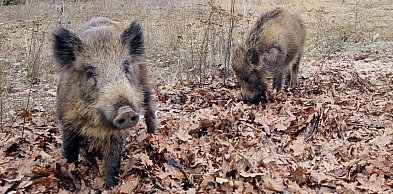Jabłonna: Dwie kolizje z dzikami. Kierowcy nie zauważyli zwierząt