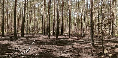 Kąty Węgierskie: Dogaszali ściółkę leśną. Kontynuacja pożaru z soboty