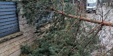 Jabłonna: Przewrócone drzewo uszkodziło linię telekomunikacyjną