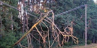 Legionowo: Uszkodzone drzewo zawisło na linii energetycznej