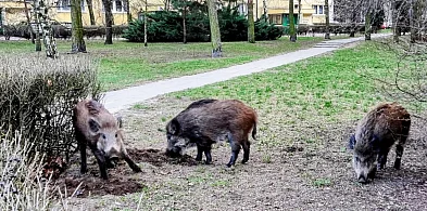 Legionowo: Walka z dzikami. Nowe zadanie dla KZB-142535