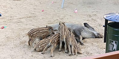 Legionowo: To już pewne! Problemem z dzikami zajmie się KZB-142947