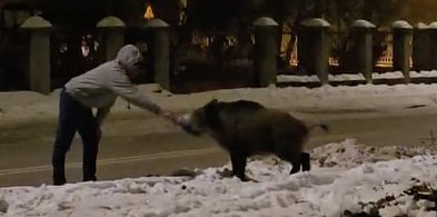 Legionowo: Mężczyzna głaskał dzika. Służby apelują o rozsądek