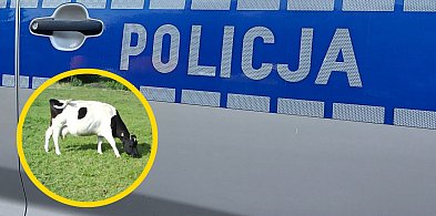 Interwencja służb w Stanisławowie Drugim. 16 krów odebranych gospodarzowi