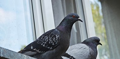 Antykoncepcja dla gołębi w Serocku? Mieszkańcy mają nietypowy pomysł