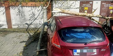 Silny wiatr w powiecie legionowskim. Ponad 50 interwencji straży pożarnej