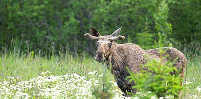 Legionowo: Łoś postawił służby miejskie na nogi. Został odłowiony