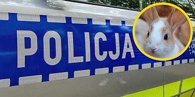 Elektronarzędzia i rasowy królik. Policjanci odzyskali nietypowy łup 19-latki