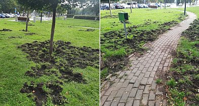 Legionowo: Dziki znów dewastują osiedla. Co zrobi ratusz?-141195