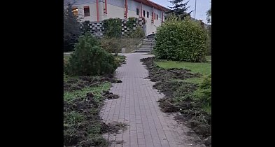 Dziki dały się we znaki mieszkańcom os. Piaski. "Zaorany" Park Kosciuszk...-141466