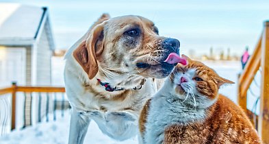 Obowiązek czipowania psów coraz bliżej. Ile zapłacą opiekunowie zwierząt?