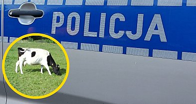 Interwencja służb w Stanisławowie Drugim. 16 krów odebranych gospodarzowi