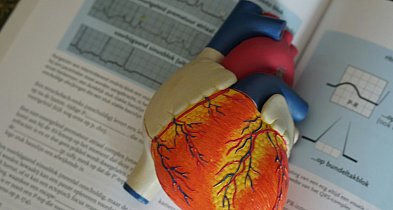 Mikroby jelitowe a choroba wieńcowa. Naukowcy odkryli ważne powiązanie