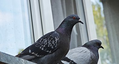 Antykoncepcja dla gołębi w Serocku? Mieszkańcy mają nietypowy pomysł