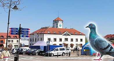 Mieszkańcy apelowali o antykoncepcję dla gołębi. Urząd wybrał akcję...