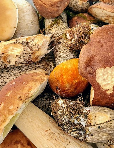Sanepid w Legionowie doradza grzybiarzom. Na bezpłatną konsultację trzeb...-141687