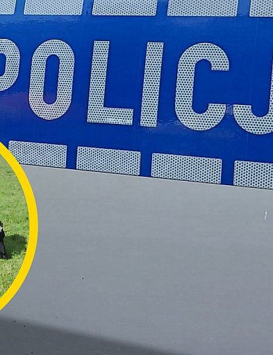 Interwencja służb w Stanisławowie Drugim. 16 krów odebranych gospodarzowi