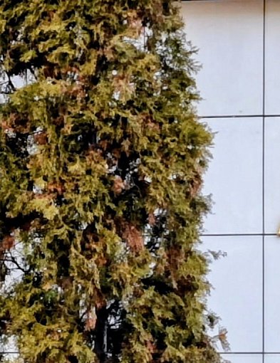 ZUS częściej kontroluje kobiety w ciąży na L4