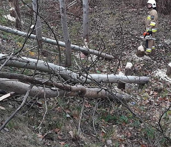 Rembelszczyzna: Bobry uszkodziły drzewo. Zagrażało rowerzystom-143623