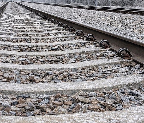 Olszewnica Stara: Łoś potrącony przez pociąg. Zwierzę nie przeżyło