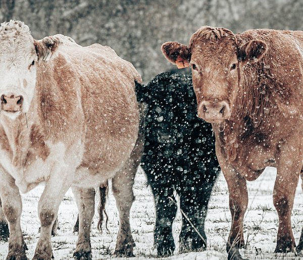 Zaniedbane krowy odebrane z gospodarstwa. Właścicielowi grozi nawet 5 lat...