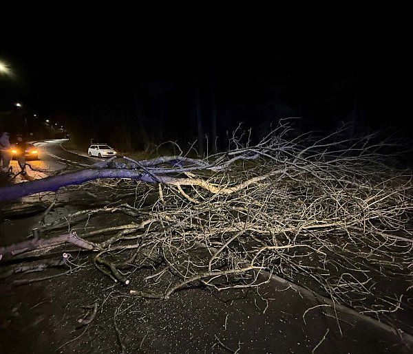 Legionowski: Powalone i uszkodzone drzewa. Pogoda niemiło zaskoczyła