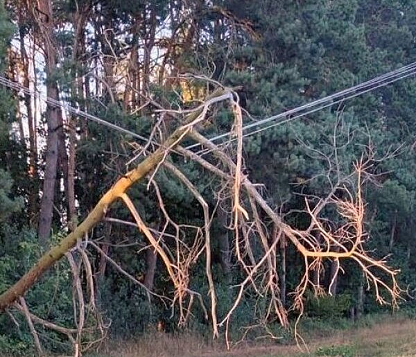 Legionowo: Uszkodzone drzewo zawisło na linii energetycznej