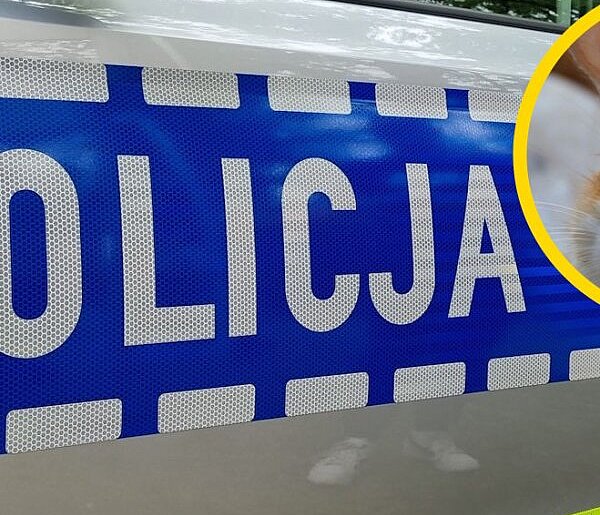 Elektronarzędzia i rasowy królik. Policjanci odzyskali nietypowy łup 19-latki