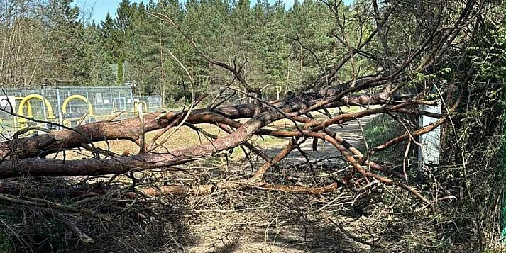 Strażacy mieli pracowitą niedzielę. Powodem silny wiatr
