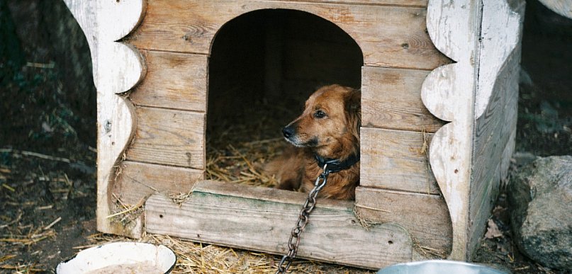 Psy na łańcuchach wciąż czekają. Co na ten temat myślą Polacy?