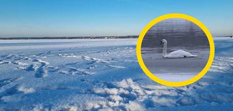 Cupel: Strażacy i LWOPR próbowali pomóc łabędziowi