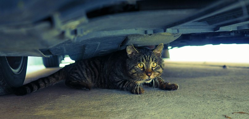 Nie miała pojęcia, że w komorze silnika wiezie kota. Interweniowali strażacy