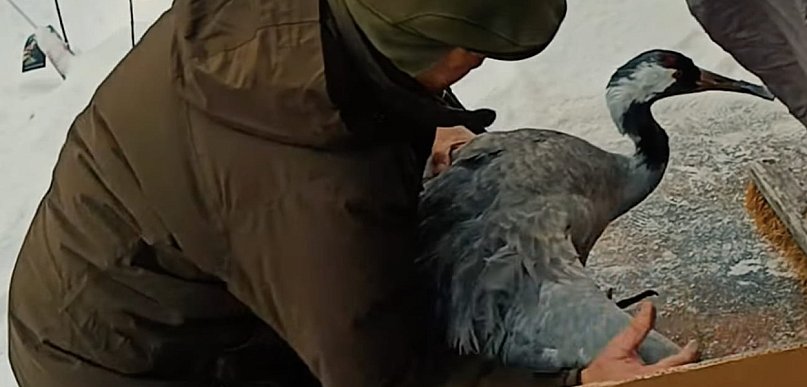 Zimowa interwencja Nadleśnictwa Jabłonna. Żuraw trafił do warszawskiego zoo