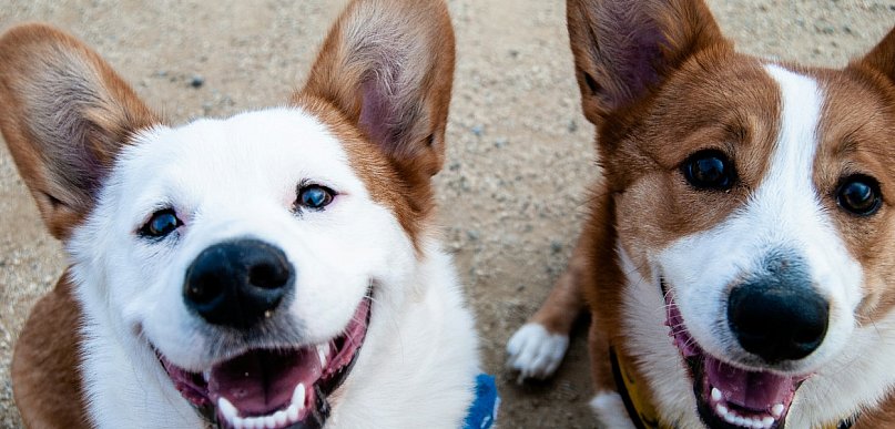 Każdy pies będzie musiał mieć czip. Rząd chce jednolitego systemu