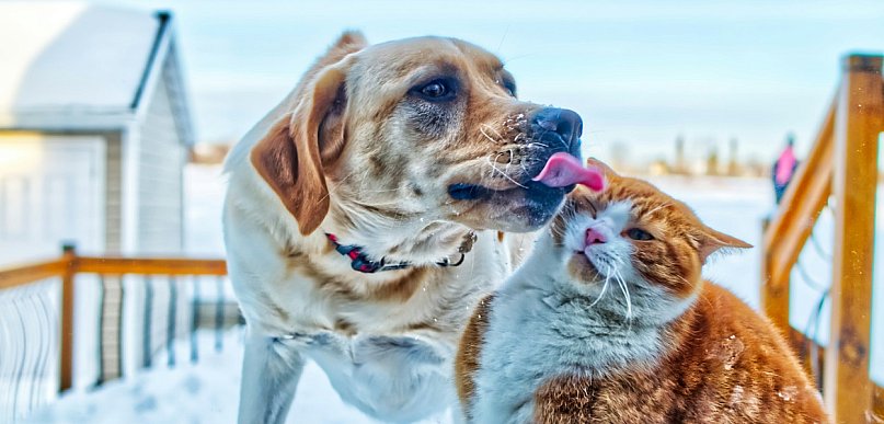 Obowiązek czipowania psów coraz bliżej. Ile zapłacą opiekunowie zwierząt?
