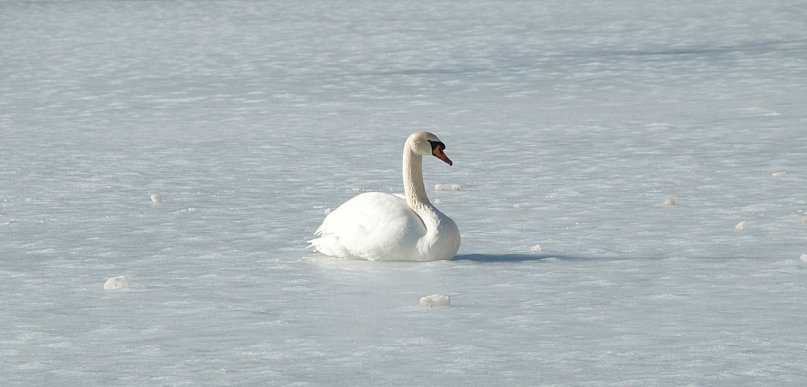 Nieporęt: Strażacy pomogli choremu łabędziowi