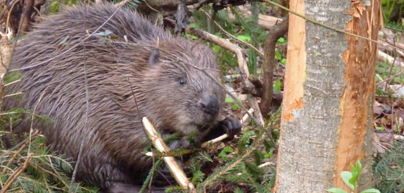Bóbr na drodze krajowej nr 61 w Michałowie-Reginowie. Interweniowali strażacy