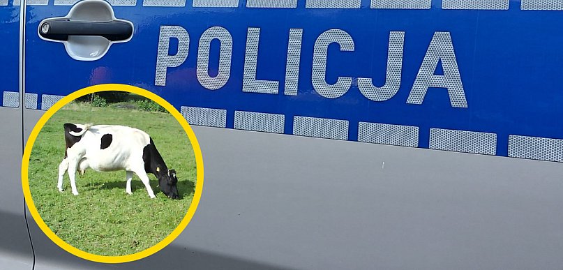 Interwencja służb w Stanisławowie Drugim. 16 krów odebranych gospodarzowi