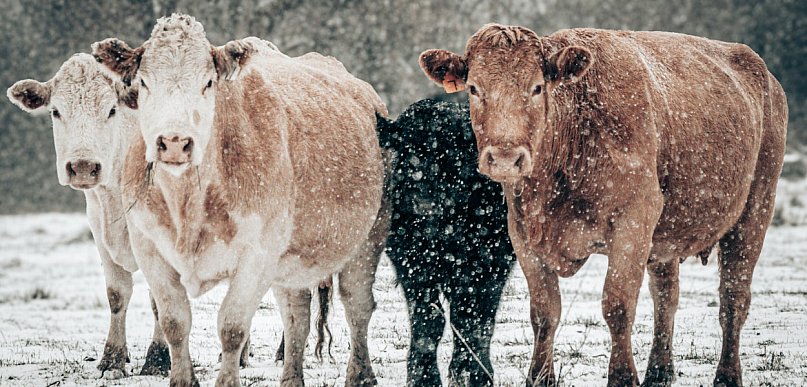 Zaniedbane krowy odebrane z gospodarstwa. Właścicielowi grozi nawet 5 lat...