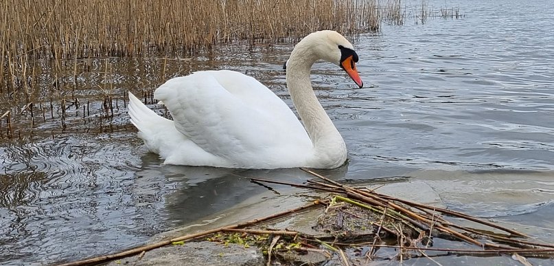 Dębe: Strażacy wyłowili z wody 7 martwych łabędzi