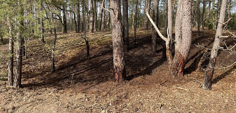 Ogień w lesie w Rajszewie. Strażacy szybko opanowali sytuację