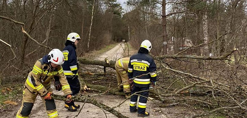 Olszewnica Nowa: Drzewo zagrażało kierowcom