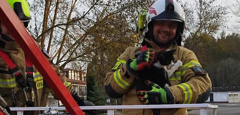 Wieliszew: Kot utknął na drzewie. Do akcji ruszyli strażacy