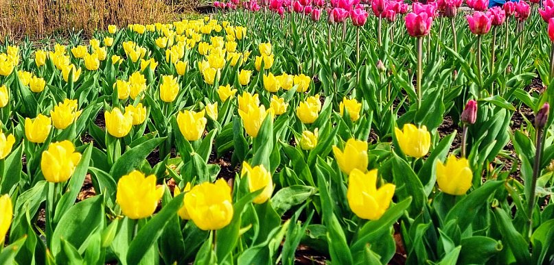 Legionowski: Jaka pogoda w pierwszy weekend wiosny?