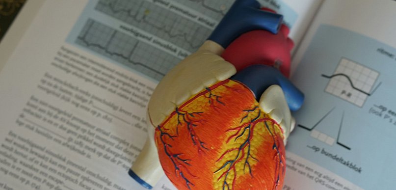 Mikroby jelitowe a choroba wieńcowa. Naukowcy odkryli ważne powiązanie