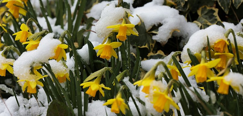 Wielkanoc pod znakiem chłodu. Prognozy IMGW: deszcz, deszcz ze śniegiem...