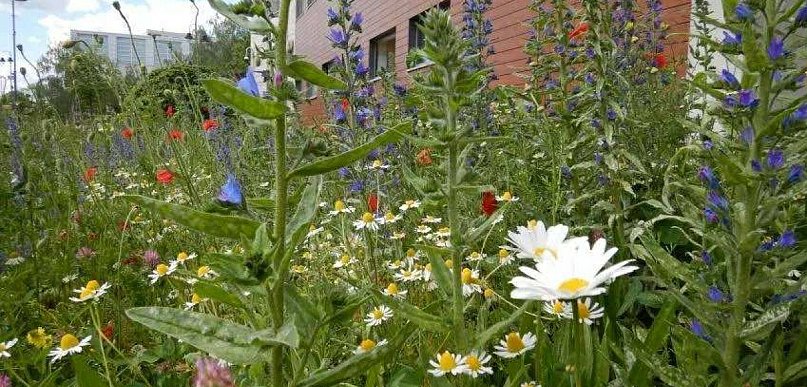 W Legionowie powstaną nowe łąki kwietne. Gdzie?