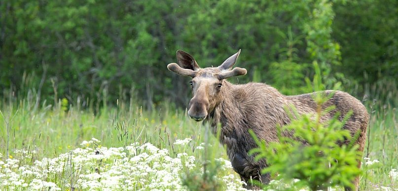 Legionowo: Łoś postawił służby miejskie na nogi. Został odłowiony